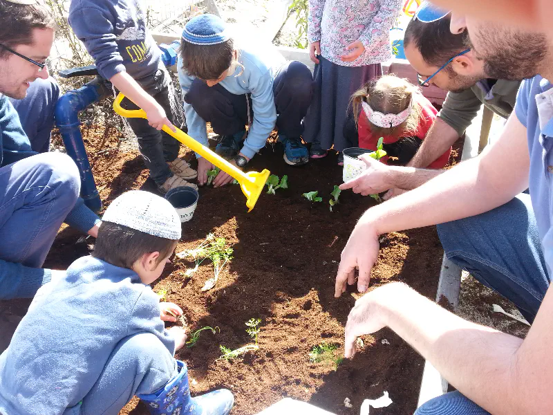 גן אורן עלי