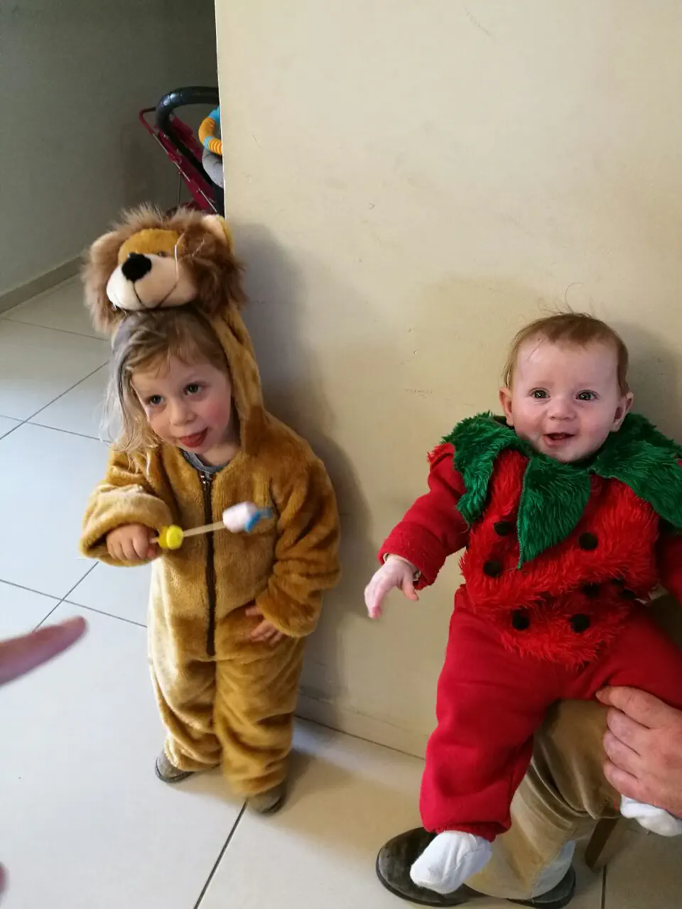 אריה שאהב תות