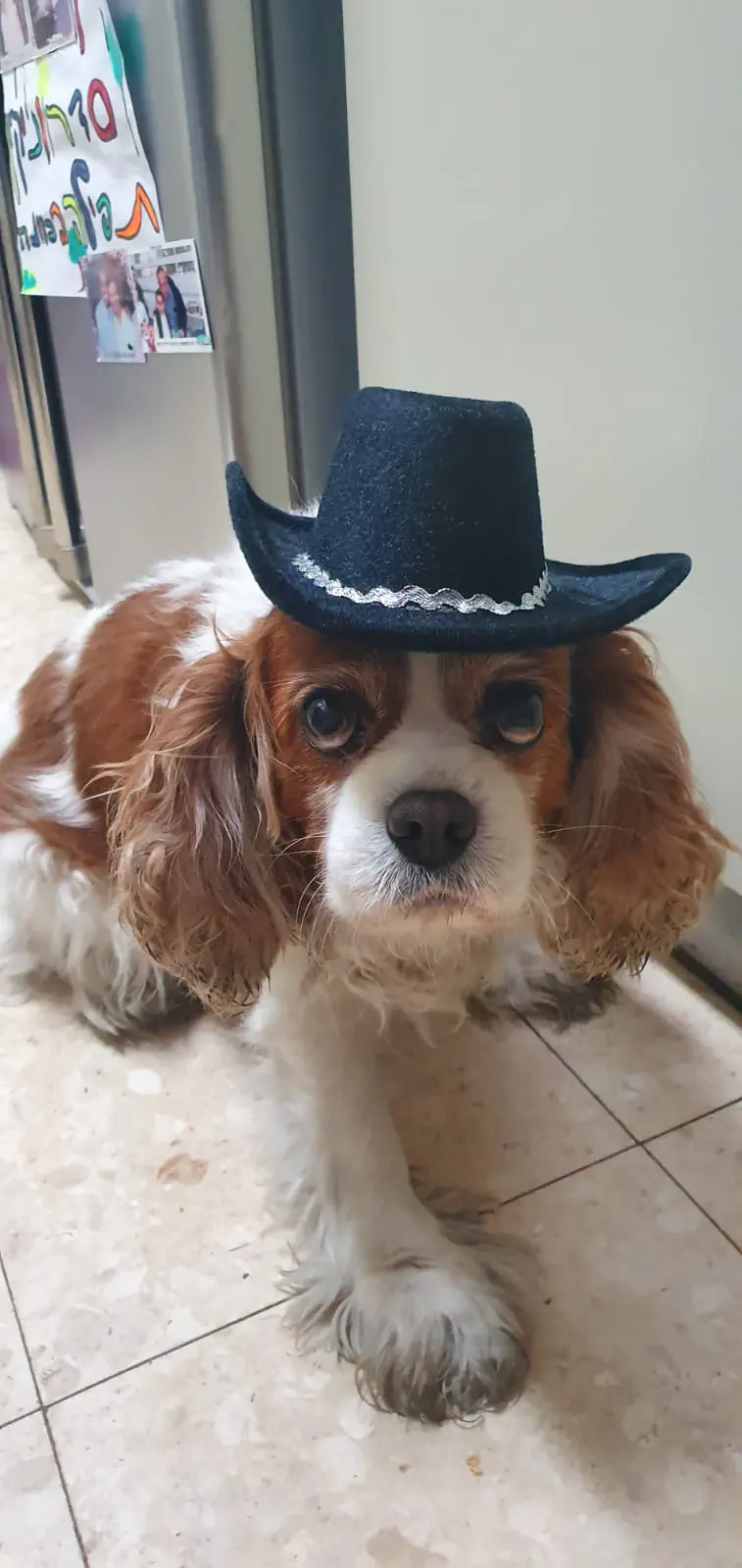 פיפה, חולון - קאובוי