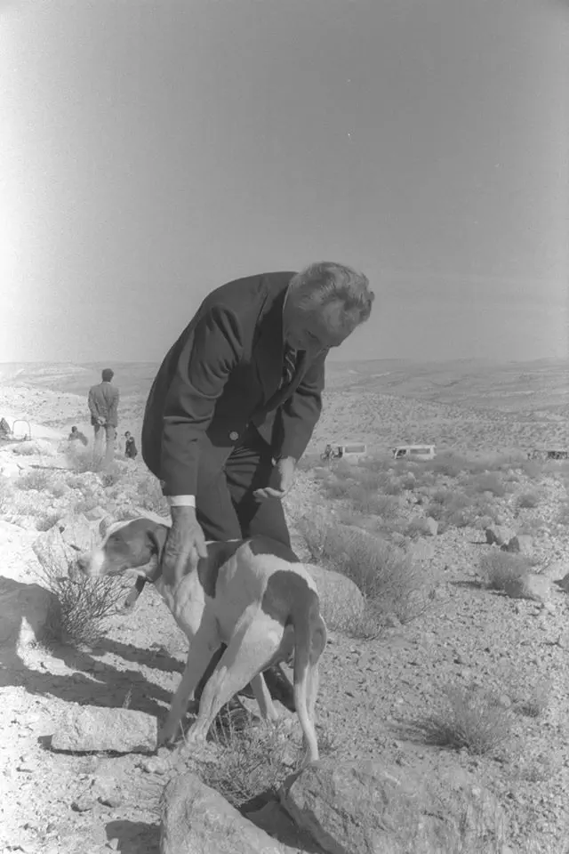 פרס מלטף כלב