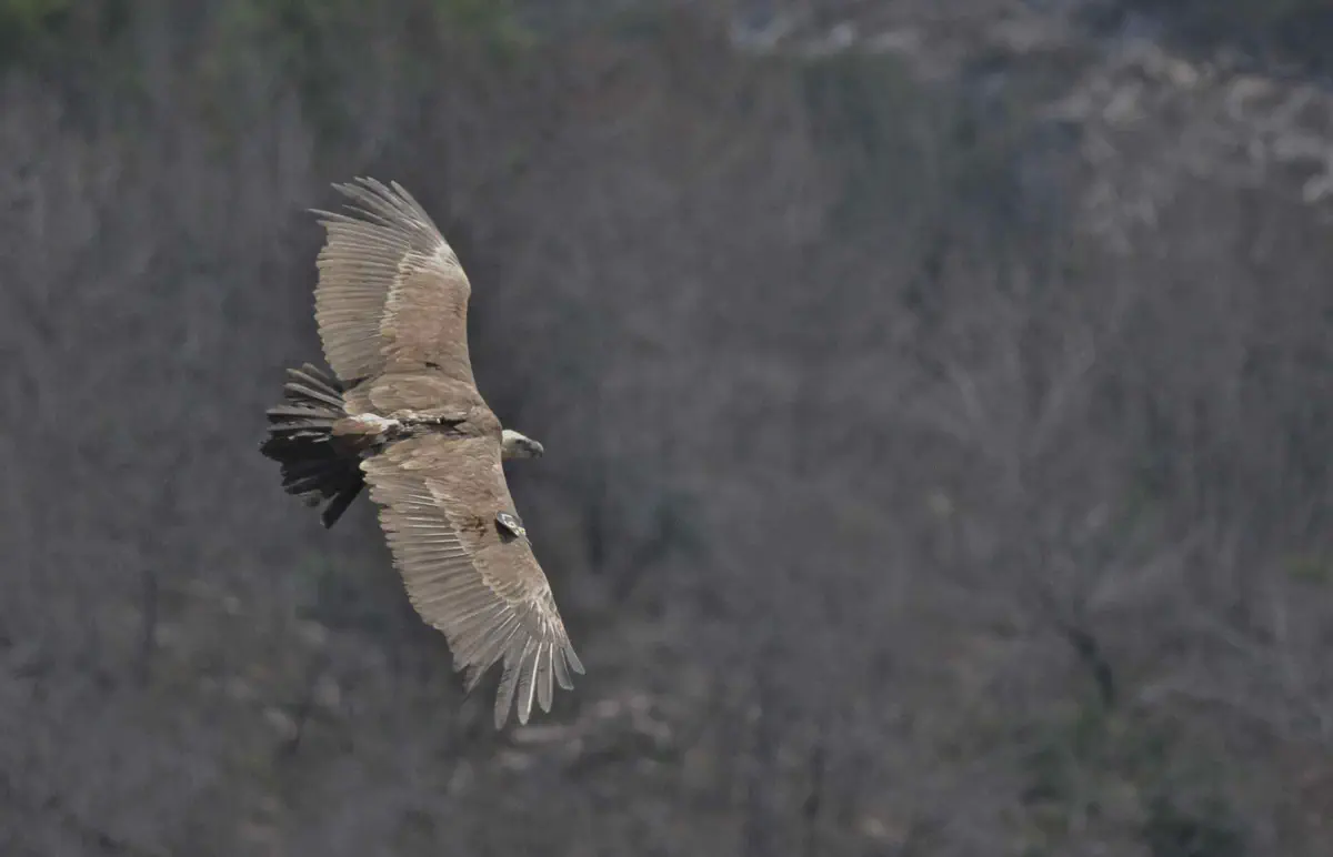 נשר מסומן בכרמל