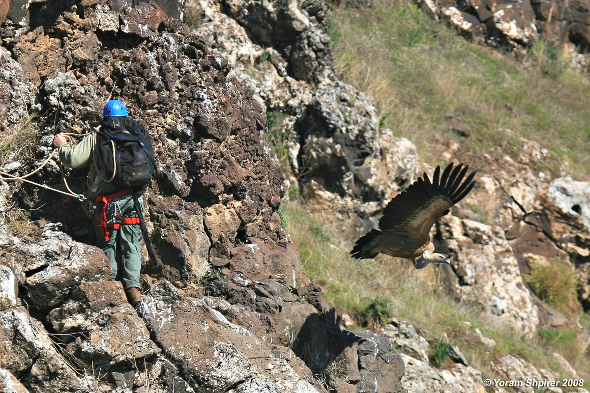 איסוף ביצים מקן נשרים בגמלא
