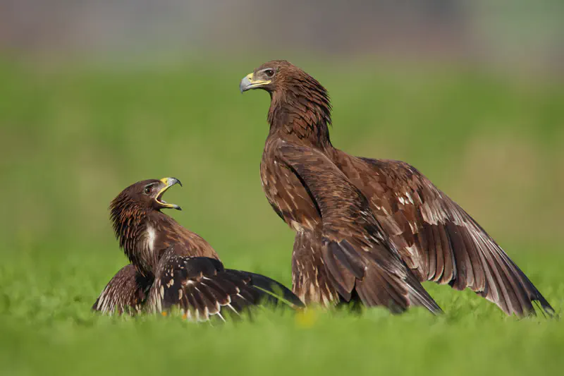עיטי צפרדעים