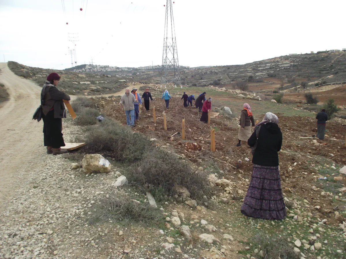 נטיעות בנצר לפני העקירה