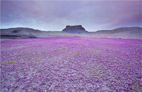 מדבר עם פריחה.פריחת הפצליה במדבר אחת לשנים אחדות