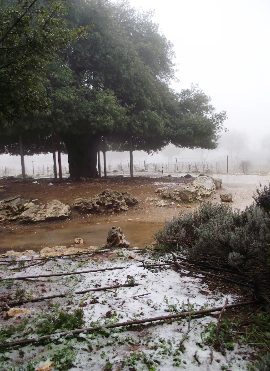שלג קל בגוש עציון