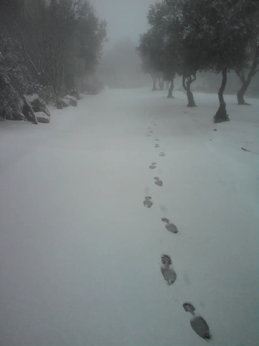 שלג באלון שבות