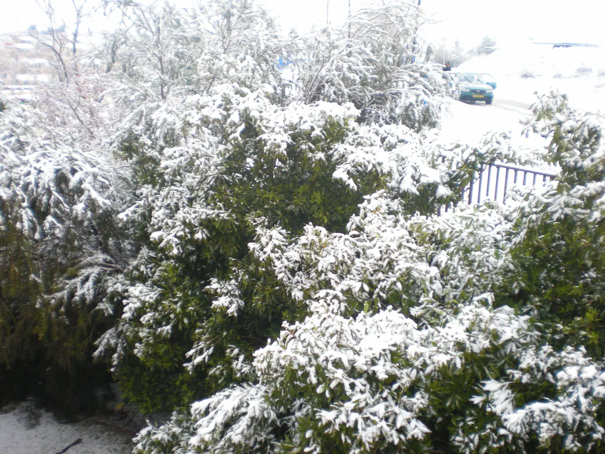 שלג בבית אל