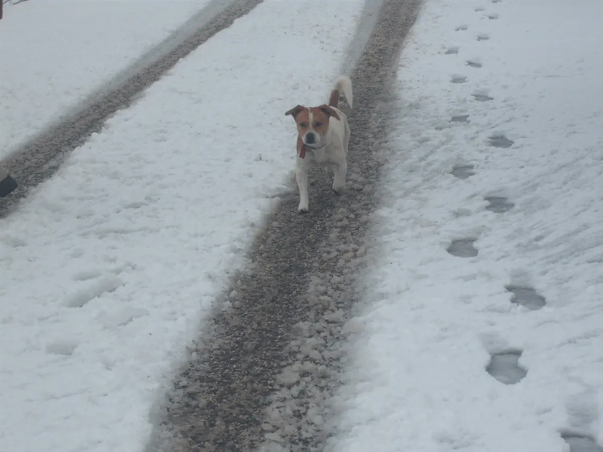 בקשת ברמת הגולן