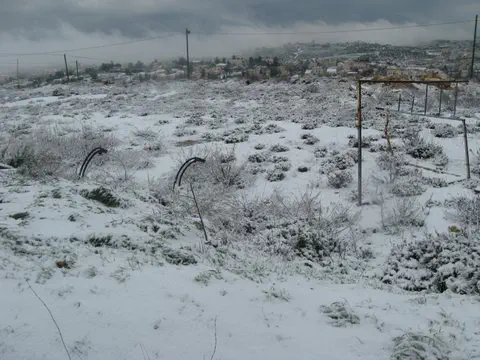 הארטיס בבית אל