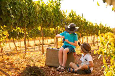 פסיטבל הבציר בגוש עציון