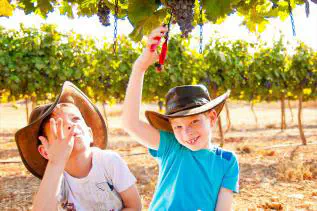 פסיטבל הבציר בגוש עציון 