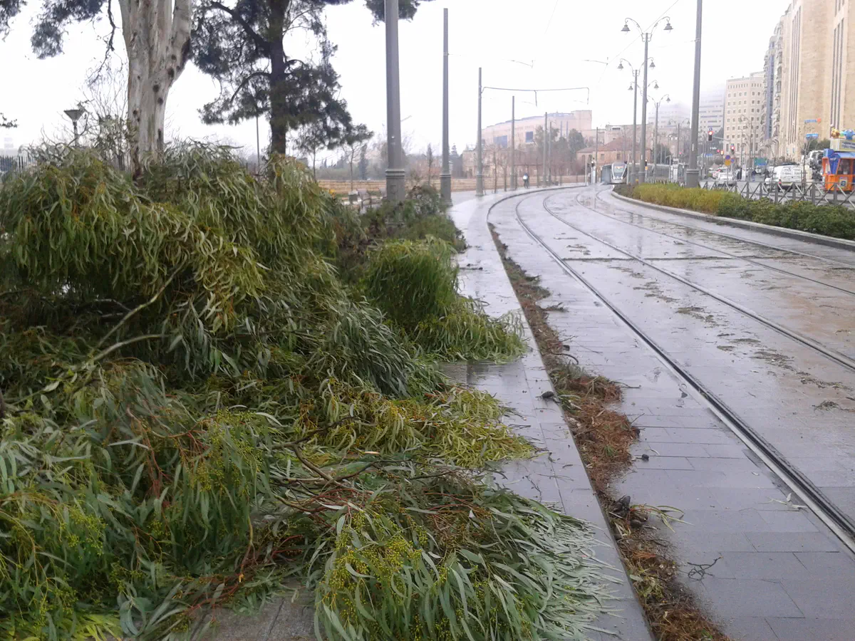 עצים קרסו בירושלים