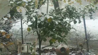 שלג במושב קשת