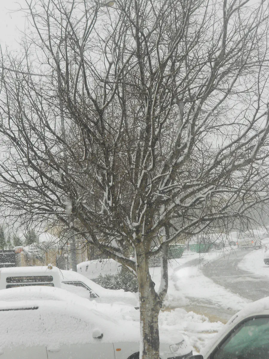 שלג בבית אל