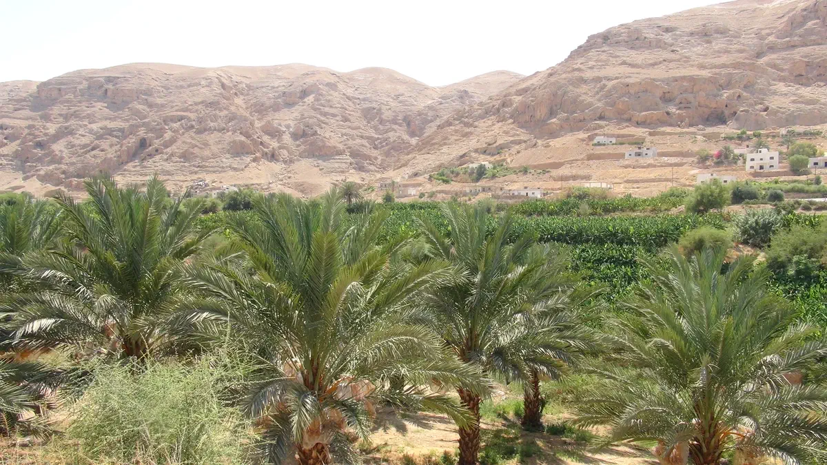 מטעי הבננות ותמרים ביריחו