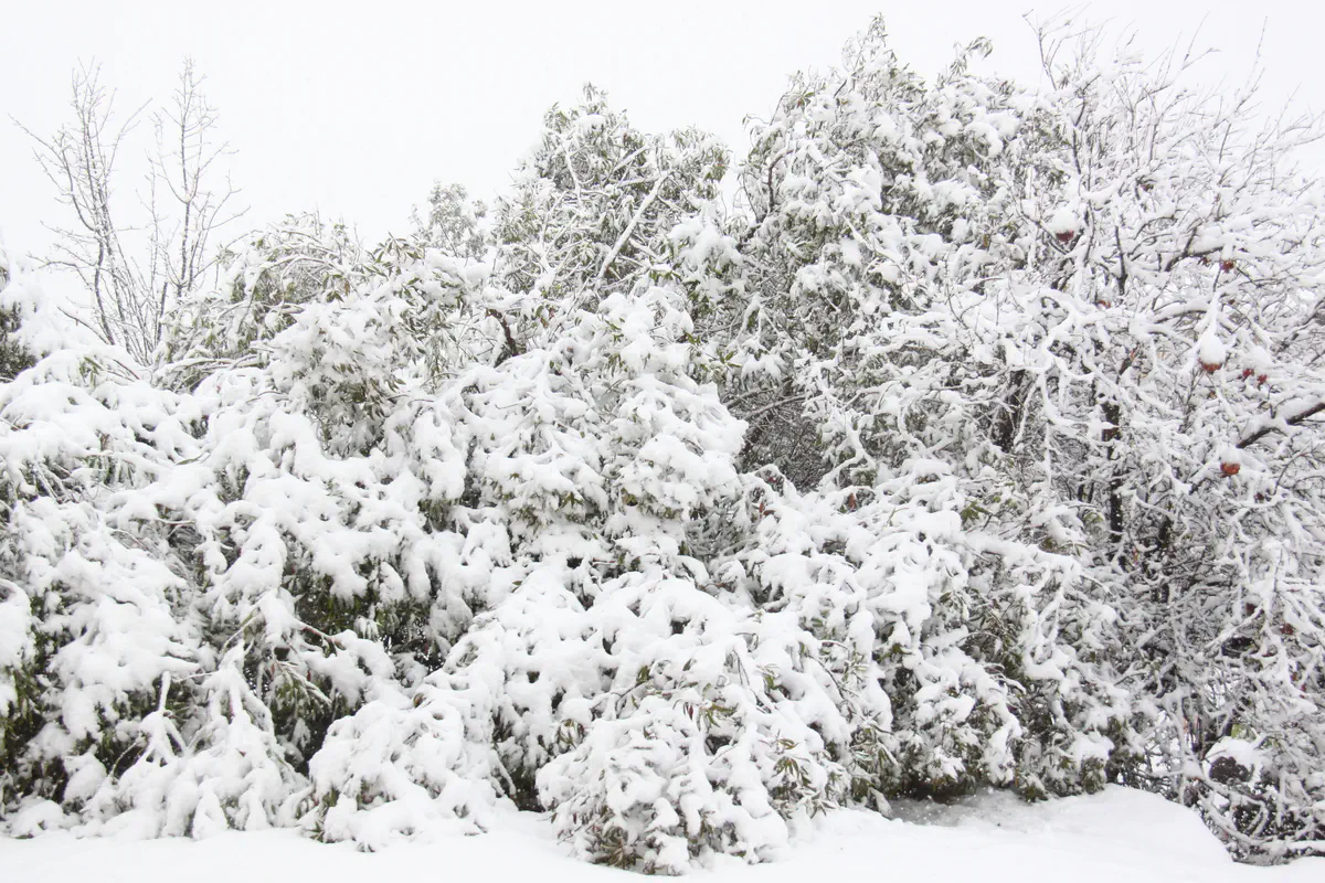 שלג בבית חג