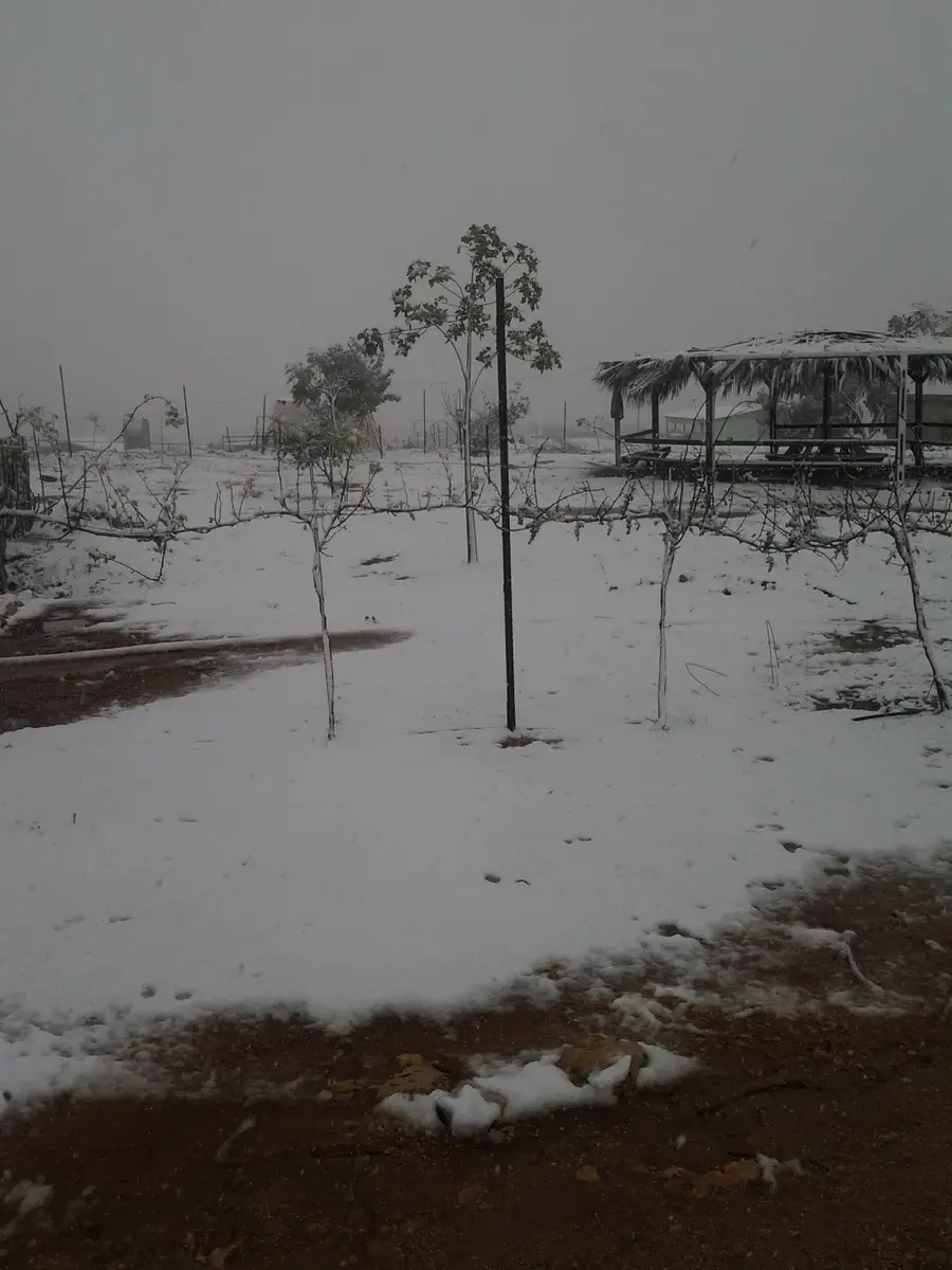 שלג באש קודש