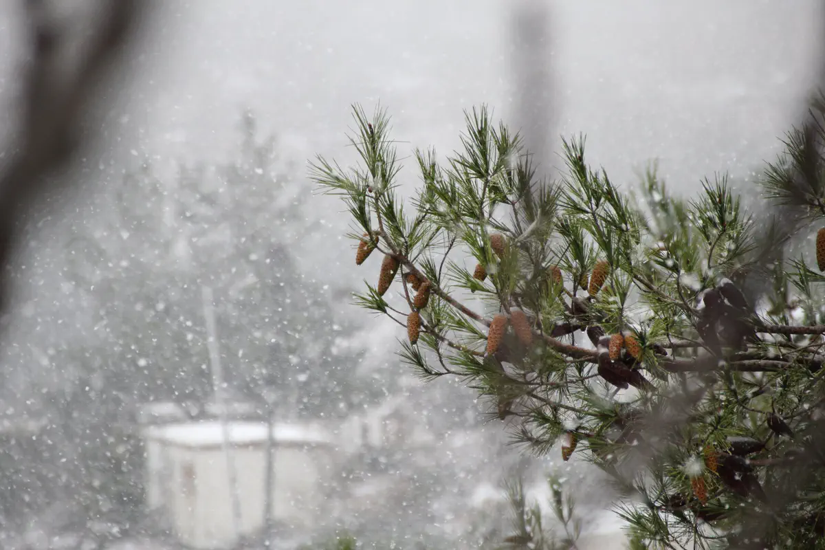 שלג בבית אל