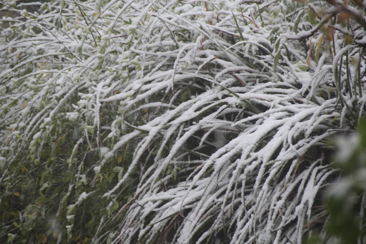 שלג בבית אל