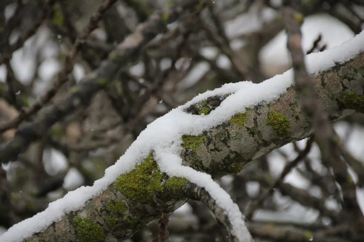 שלג בבית אל
