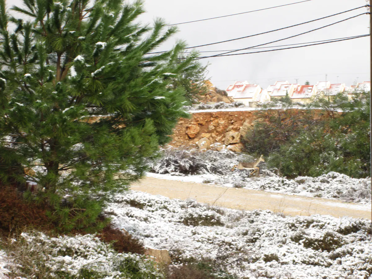 צבי בשלג - עפרה