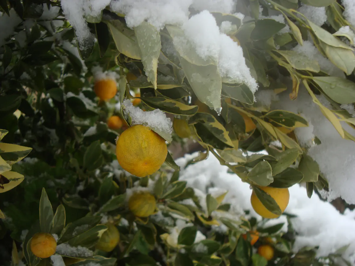 שלג בירושלים