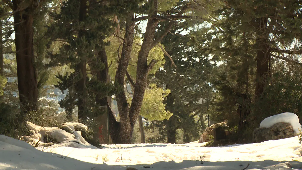 יער אום צפא