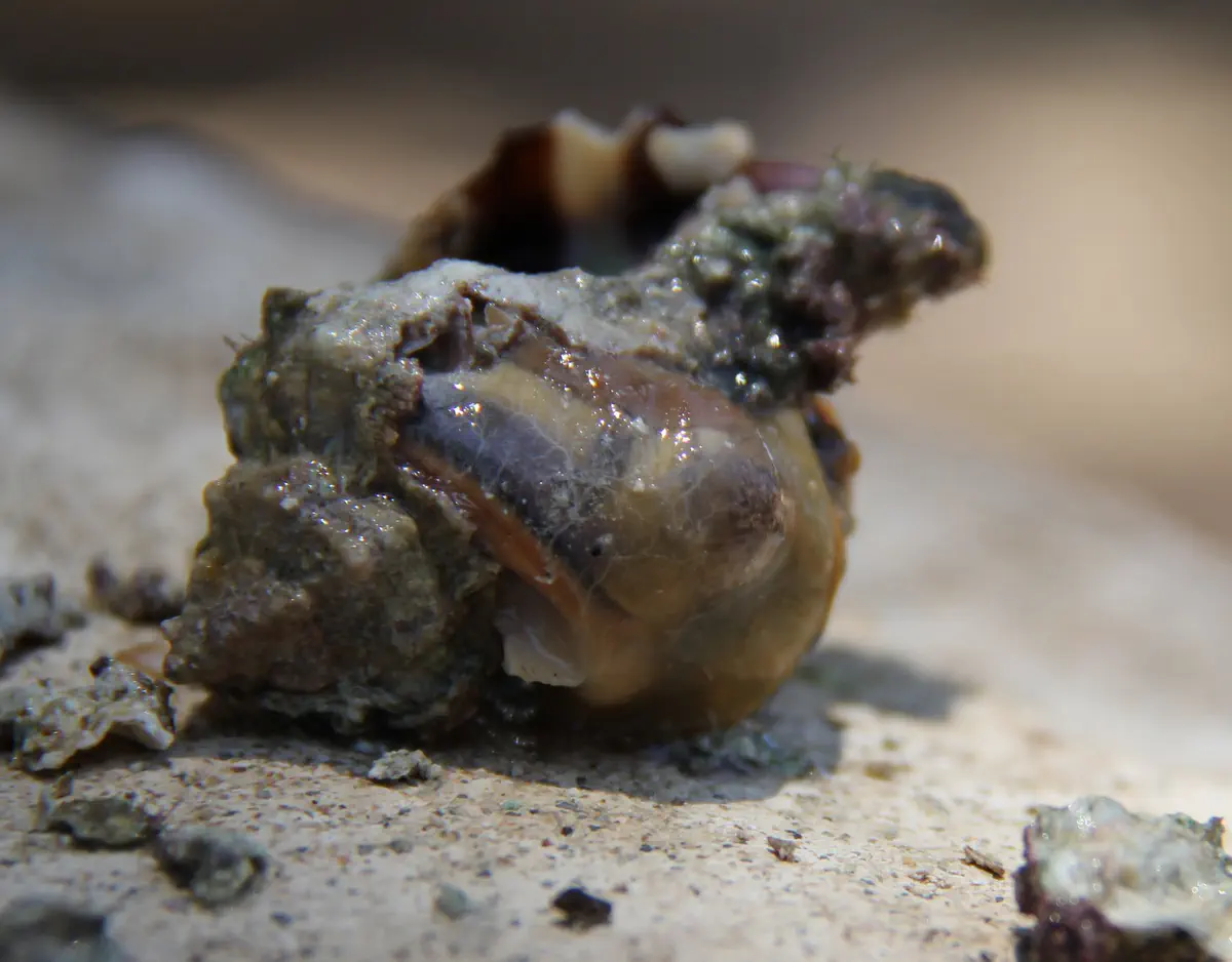 החלזון הארגמון ממנו מייצרים את צבע התכלת