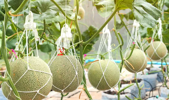 הזוי: מגדלים פירות עם מסאג' ומוזיקה