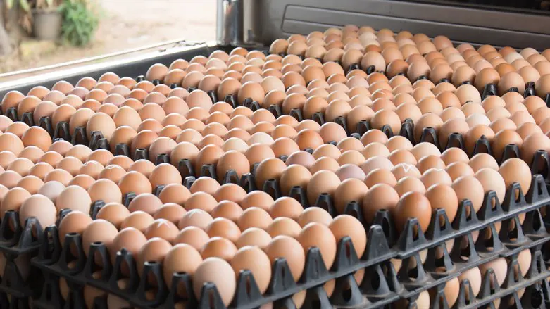 Security forces foil attempt to smuggle 180 trays of eggs