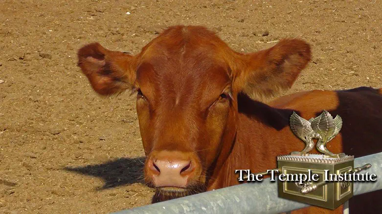 Purification by fire: the Red Heifer and Iran