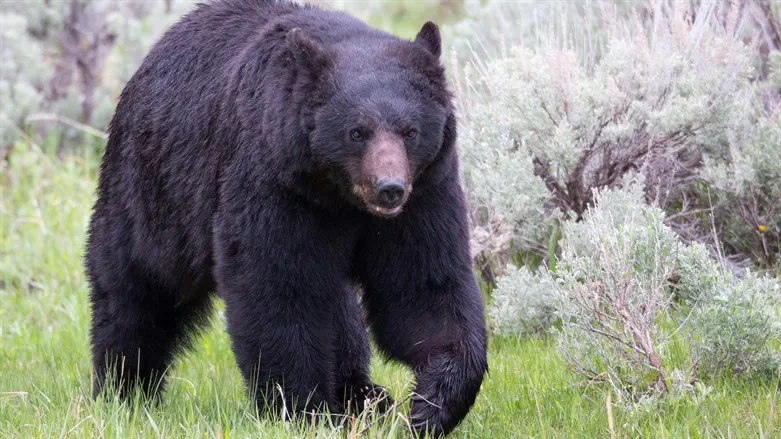 The wounded bear