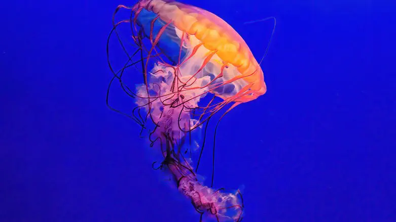 Israeli girl stung by poisonous jellyfish in Thailand | Israel National News Israeli girl stung by poisonous jellyfish in Thailand | Israel National News