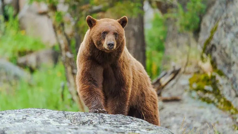 הותקף על ידי דוב וניצל