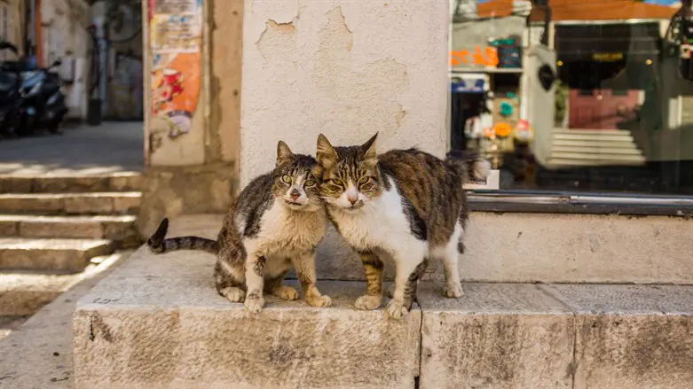 "האם מותר לסרס חתולי רחוב?"