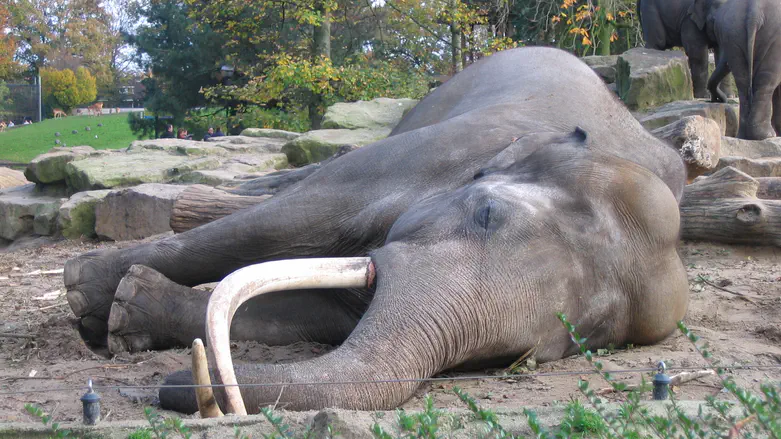 צילום: iStock Туриста насмерть затоптал слон