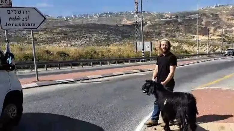 הקרבת קרבן פסח: צעדה להר הבית עם גדי