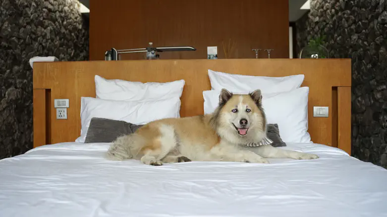 istock The Paw Seasons? How Hotels Today Have To Be Dog-Friendly