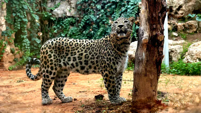 Is the leopard that killed liable for death?