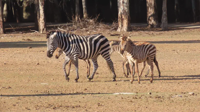 מדוע לובשת הזברה פיג'מה?