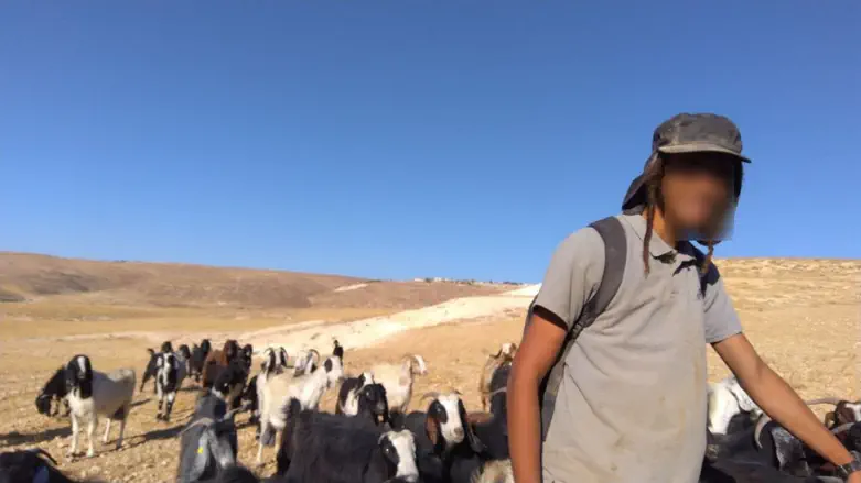 Jewish shepherd attacked in Gush Etzion