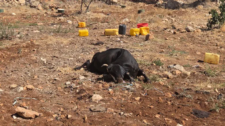 Cattle herds poisoned, series of arson attacks