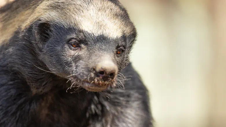 Rare honey badger spotted on Mt. Dov for the first time