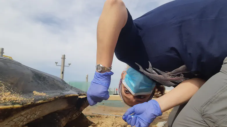 High levels of antibiotic-resistant bacteria in sea turtles