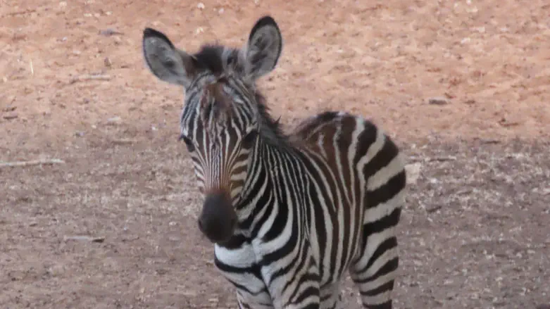 זברה חדשה נולדה בספארי ברמת גן