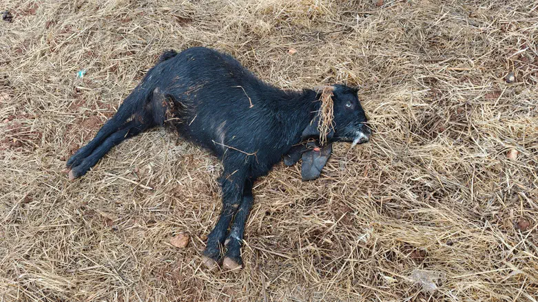 שבעה אירועים, אפס כתבי אישום: טרור ההרעלות בעלייה מדאיגה