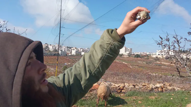 Courtesy Shepherd catches illegal hunters red-handed