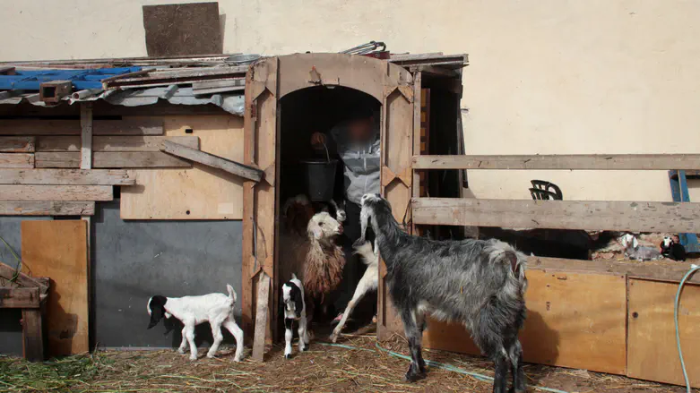 Soldiers transfer a herd of goats from Syria to Judea and Samaria