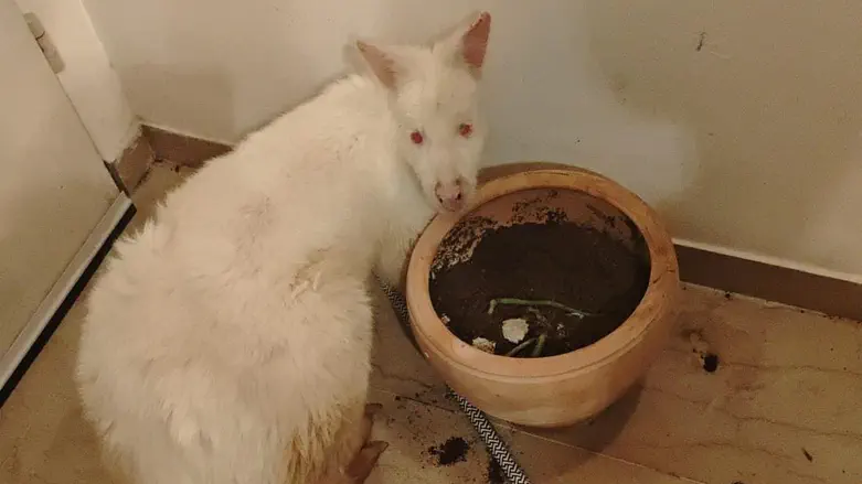 Kangaroo stolen from Beit She’an found in Tel Aviv apartment